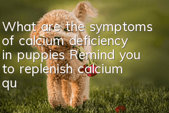 What are the symptoms of calcium deficiency in puppies? Remind you to replenish calcium quickly!