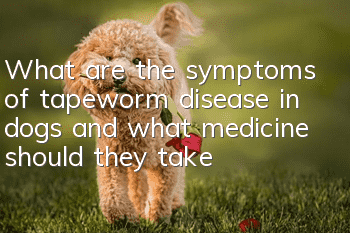What are the symptoms of tapeworm disease in dogs and what medicine should they take?
