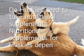 Do Huskies need to take nutritional supplements? Nutritional supplements for Huskies depend on their body needs!