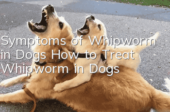 Symptoms of Whipworm in Dogs How to Treat Whipworm in Dogs