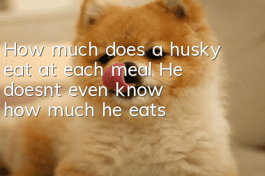 How much does a husky eat at each meal? He doesn’t even know how much he eats!