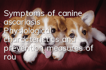 Symptoms of canine ascariasis Physiological characteristics and prevention measures of roundworms in dogs