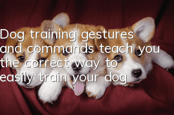 Dog training gestures and commands teach you the correct way to easily train your dog