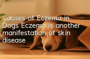 Causes of Eczema in Dogs Eczema is another manifestation of skin disease!