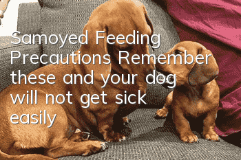 Samoyed Feeding Precautions: Remember these and your dog will not get sick easily
