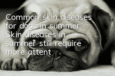 Common skin diseases for dogs in summer. Skin diseases in summer still require more attention!