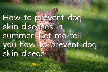How to prevent dog skin diseases in summer. Let me tell you how to prevent dog skin diseases in summer.