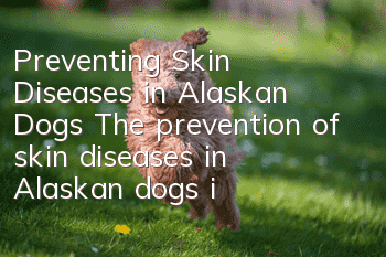 Preventing Skin Diseases in Alaskan Dogs The prevention of skin diseases in Alaskan dogs is very important!