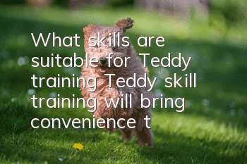 What skills are suitable for Teddy training? Teddy skill training will bring convenience to your life