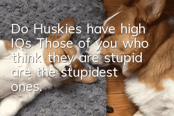 Do Huskies have high IQs? Those of you who think they are stupid are the stupidest ones.