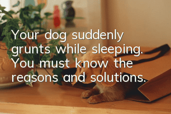 Your dog suddenly grunts while sleeping. You must know the reasons and solutions.