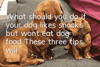 What should you do if your dog likes snacks but won’t eat dog food? These three tips will teach you how to deal with your dog’s picky eating.