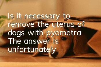 Is it necessary to remove the uterus of dogs with pyometra? The answer is unfortunately