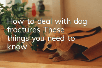 How to deal with dog fractures? These things you need to know