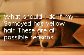 What should I do if my Samoyed has yellow hair? These are all possible reasons.