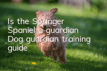 Is the Springer Spaniel a guardian? Dog guardian training guide