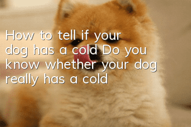 How to tell if your dog has a cold? Do you know whether your dog really has a cold?