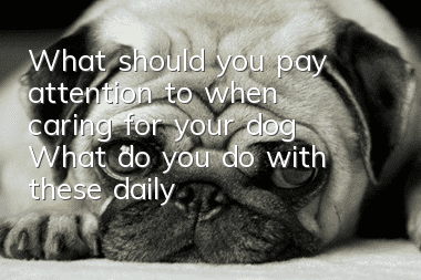 What should you pay attention to when caring for your dog? What do you do with these daily things you need to pay attention to?