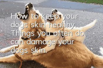 How to keep your dog’s skin healthy. Things you often do can damage your dog’s skin.