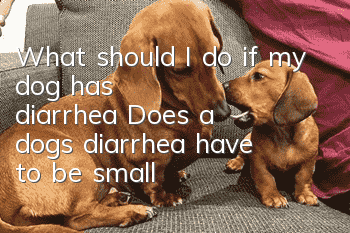 What should I do if my dog has diarrhea? Does a dog’s diarrhea have to be small?