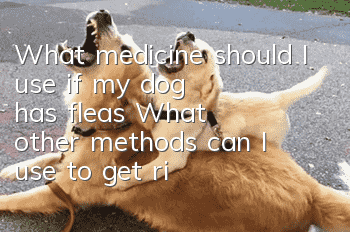 What medicine should I use if my dog has fleas? What other methods can I use to get rid of fleas on my dog?