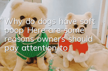 Why do dogs have soft poop? Here are some reasons owners should pay attention to