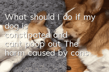 What should I do if my dog is constipated and can’t poop out? The harm caused by constipation in dogs