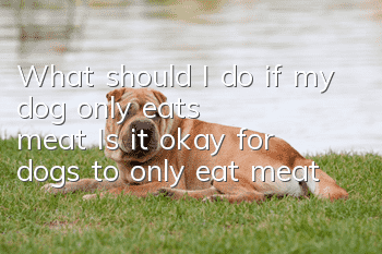 What should I do if my dog only eats meat? Is it okay for dogs to only eat meat?