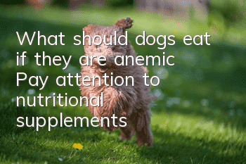 What should dogs eat if they are anemic? Pay attention to nutritional supplements