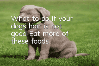 What to do if your dog’s hair is not good? Eat more of these foods