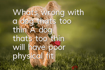 What's wrong with a dog that's too thin? A dog that's too thin will have poor physical fitness.