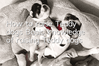 How to raise Teddy dogs Basic knowledge of raising Teddy dogs