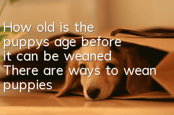 How old is the puppy’s age before it can be weaned? There are ways to wean puppies