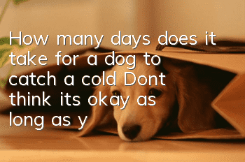 How many days does it take for a dog to catch a cold? Don’t think it’s okay as long as your dog has a cold!