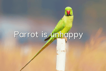 Parrot is unhappy
