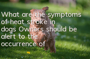 What are the symptoms of heat stroke in dogs? Owners should be alert to the occurrence of these symptoms.