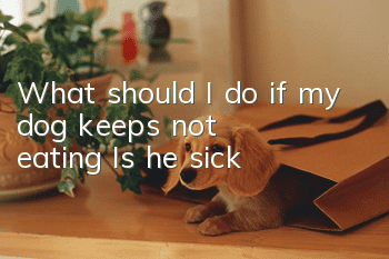 What should I do if my dog keeps not eating? Is he sick?