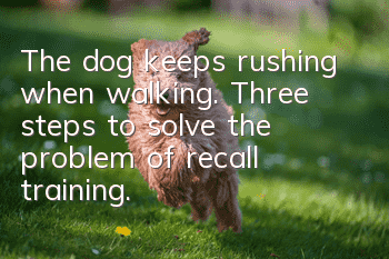 The dog keeps rushing when walking. Three steps to solve the problem of recall training.