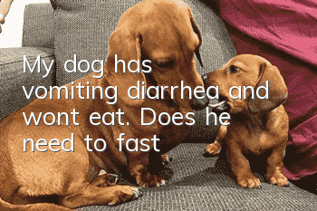 My dog has vomiting, diarrhea and won’t eat. Does he need to fast?
