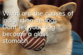 What are the causes of indigestion in dogs? Don’t let your dog become a “glass stomach”