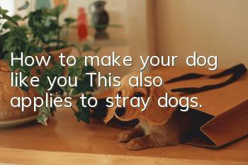 How to make your dog like you? This also applies to stray dogs.