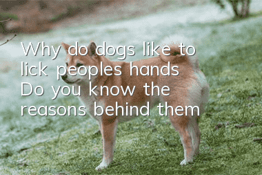 Why do dogs like to lick people’s hands? Do you know the reasons behind them?