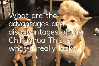 What are the advantages and disadvantages of the Chihuahua? This is what it really looks like.