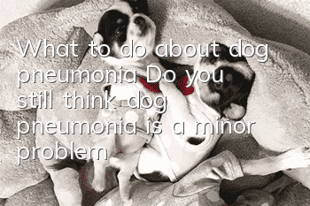 What to do about dog pneumonia? Do you still think dog pneumonia is a minor problem?