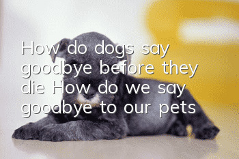 How do dogs say goodbye before they die? How do we say goodbye to our pets?