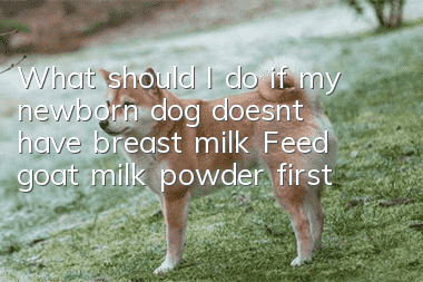 What should I do if my newborn dog doesn’t have breast milk? Feed goat milk powder first to get it faster!