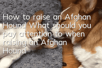 How to raise an Afghan Hound What should you pay attention to when raising an Afghan Hound