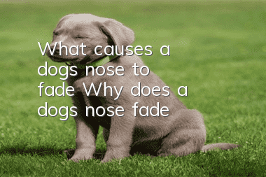 What causes a dog's nose to fade? Why does a dog's nose fade?