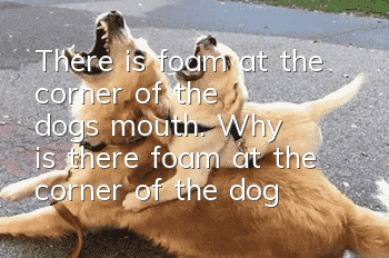 There is foam at the corner of the dog's mouth. Why is there foam at the corner of the dog's mouth?