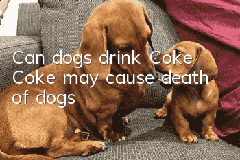 Can dogs drink Coke? Coke may cause death of dogs!